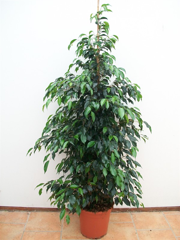 Ficus exotica - Fiori De Berto - Send Flowers to Como Italy to Trieste