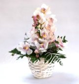 Composizione di cymbidium